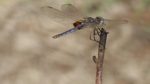 Réf. 229 718 : Urothemis edwardsii